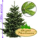 SAPIN NORDMANN 1M60