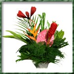 Assemblage compos� d un amaryllis, d un anthurium et de fleurs exotiques