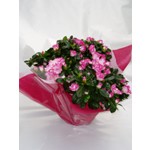 D origine japonnaise, l azal�e est une des plantes cl� de l hiver. Jolie floraison blanche, rose p�le ou rose vif selon les vari�t�s cette plante conviendra � tous les int�rieurs et �tonnera par la long�vit� de sa floraison.