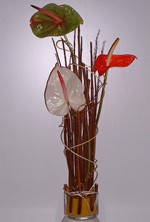 Aspiration � la libert�, les anthuriums de cette composition tout en hauteur semblent vouloir �chapper � leur carcan d'osier. Couleurs vives et mat�riaux originaux donnent � cet ensemble un aspect moderne et invient � prendre de la hauteur...
