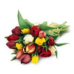 Disponible en saison des tulipes