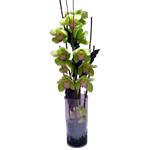 Composition avec une branche d orchid�e