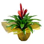 Plante exotique