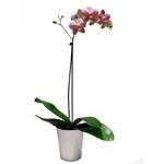 Phalaenopsis � une branche