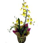 Oncidium
