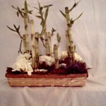 Le bambou est une plante  porte bonheur  id�alme pour les c�r�monies mariage, naissance...