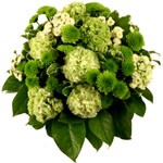 Offrir des fleurs > Oasis de fra�cheur  Voici un bouquet qui respire la verdure et la fra�cheur de la for�t. Santinis, oeillets et viburnum composent ce bouquet qui se pr�sente comme un petit havre de nature. A offrir pour apporter s�r�nit� et qui�tude � vos proches.  Le conseil du Fleuriste  Coupez les tiges en biseaux et changez l�eau du bouquet tous les 2 ou 3 jours.