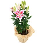 Offrir des fleurs > D`une beaut� d�licate, le Lilium Stargazer ou lis oriental, vous fascinera par son raffinement.    Le conseil du Fleuriste  Utiliser des b�tonnets d`engrais pour les plantes fleuries. Aime la lumi�re mais pas le soleil direct. Arroser 1 fois par semaine. Eliminer r�guli�rement les fleurs fan�es. Plante de jardin apr�s floraison.    P�riode : Tout l`�t�.  