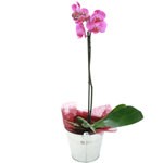 Offrir des fleurs > Originaire des r�gions tropicales et sub-tropicales d`Asie, l`orchid�e papillon est tr�s florif�re.Ses hampes retombantes portent des fleurs toute l`ann�e, plus ou moins rondes et �toil�es qui peuvent durer jusqu`� huit semaines. On l`appr�cie pour sa facilit� de culture.    Le conseil du Fleuriste   Arroser r�guli�rement pendant la floraison. R�duire � 1 fois par mois hors floraison. Aime la lumi�re mais pas le soleil direct. Utiliser des b�tonnets d`engrais pour les orchid�es.    P�riode : Toute l`ann�e.  
