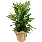 Offrir des fleurs > Originaire d`Am�rique du sud, Le Dieffenbachia se reconna�t � ses grandes feuilles ovales tachet�es.    Le conseil du Fleuriste   Mouiller parfaitement le terreau toutes les 3 � 4 semaines. Aime la lumi�re mais pas le soleil direct. Mettre de l`engrais 1 fois par mois de mars � septembre.    P�riode : Toute l`ann�e.  