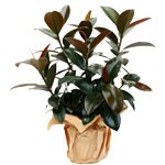 Offrir des fleurs > Couramment appel� caoutchouc, le Ficus Elastica surprend par les reflets rougeoyants de ses feuilles.    Le conseil du Fleuriste   Mouiller parfaitement le terreau toutes les 3 � 4 semaines. Aime les pi�ces bien �clair�es, sans lumi�re directe. Mettre de l`engrais 1 fois par mois de mars � septembre.    P�riode : Toute lann�e.  
