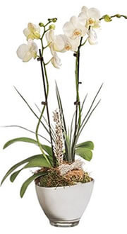 ORCHIDEE BLANCHE 2 BRANCHES