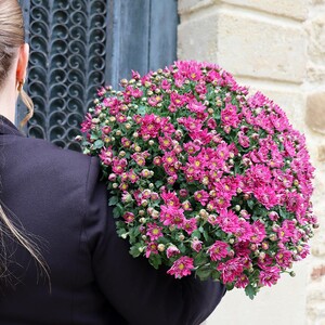 Pot�e de chrysanth�mes mauves (le contenant peut varier en fonction des disponibilit�s)