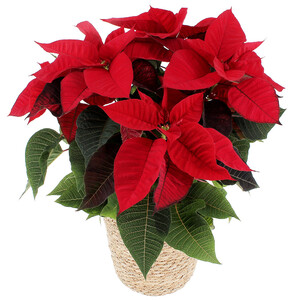 Afin de donner une touche de couleur � votre int�rieur et vous impr�gner de la douce atmosph�re des f�tes de fin d'ann�e, rien de mieux que le Poinsettia, plante officielle de No�l ! Son rouge �clatant apportera gaiet� et chaleur � votre hiver...