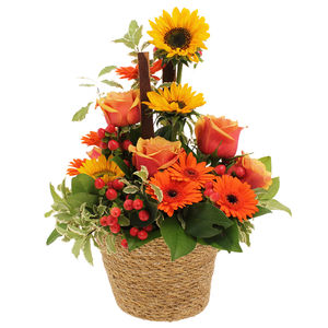 Une composition haute en couleurs!

Germinis orange, tournesols �panouis, hypericum sautillant... Opale est une ravissante composition � offrir ou � s'offrir. Elle illuminera de ses couleurs flamboyantes votre int�rieur.