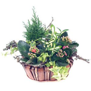Ensemble comprenant 3 kalancho�s, 2 lierres, 1 fusain, 1 cypr�s, bois.

P�riode : Toute l`ann�e.

Entretien :
Arroser r�guli�rement (1 � 2 fois par semaine) en renouvelant l`arrosage lorsque le terreau s`ass�che. Eviter l`eau stagnante dans la soucoupe. Aime la lumi�re mais pas le soleil direct. Utiliser des b�tonnets d`engrais pour les plantes fleuries. Eliminer r�guli�rement les fleurs fan�es.