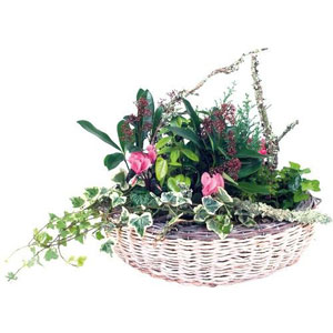 Ensemble compos� de cyclamens, skimmias, cypr�s, fusain, bois.
P�riode : toute l`ann�e sauf l`�t�.
Le conseil du Fleuriste
Arroser l�g�rement en renouvelant l`arrosage lorsque le terreau s`ass�che. Aime la lumi�re mais pas le soleil direct. Coupe d'ext�rieur