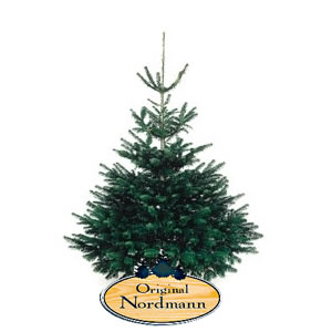 Sapin Original Nordmann 1er choix 2,20m de premier choix, fraichement coup�e et mont�
sur socle naturel (b�che) avec son sac � sapin HANDICAP INTERNATIONAL.
Nos conseils pour profiter au mieux de votre sapin
Lorsque votre sapin sera livr�, nous vous conseillons tout d'abord de ne pas le rentrer imm�diatement � l'int�rieur de votre maison. Laissez-le quelques jours sur votre balcon ou dans votre garage afin qu'il ne subisse pas un choc thermique trop important. 