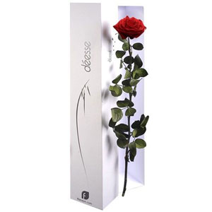 D�couvrez sans attendre cette rose exceptionnelle ! D'un rouge �clatant et profond, d�esse est l'incarnation de la beaut� �ternelle. Cueillie lorsqu'elle est arriv�e � maturit�, la rose a imm�diatement b�n�fici� d'un processus de pr�servation qui lui permet de conserver son �clat durant plusieurs mois.
