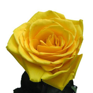 ROSE DEESSE JAUNE