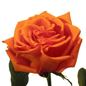 ROSE DEESSE ORANGE