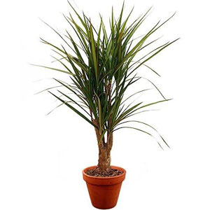 PLANTE VERTE