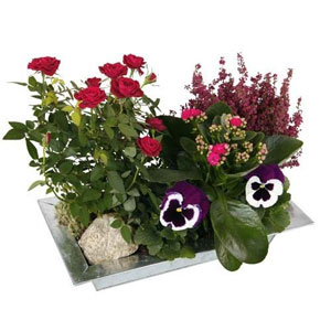 COMPOSITION DE PLANTES