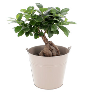 BONSAI