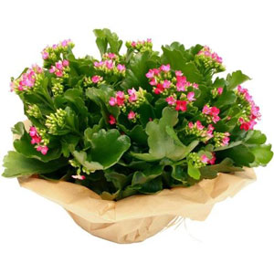Tr�s d�licat, le Kalancho� vous charmera par la d�licatesse de ses fleurs. (la couleur peut varier en fonction des disponibilit�s du fleuriste).

Entretien : Arroser 1 fois par semaine. Aime les endroits ensoleill�s. Utiliser des b�tonnets d'engrais pour les plantes fleuries. Eliminer r�guli�rement les fleurs fan�es. Mettre de l'engrais 1 fois par mois de mars � septembre. Plante � conserver � l'int�rieur.
