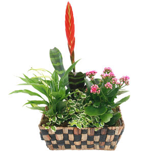 Ensemble exotique comprenant 1 kalancho� aux fleurs roses, 1 ficus Repens au feuillage panach�, 1 spathiphyllum et 1 brom�lia dont la cr�te structure la composition.

Le conseil du Fleuriste
 Arroser r�guli�rement (1 � 2 fois par semaine) en renouvelant l'arrosage lorsque le terreau s'ass�che. Eviter l'eau stagnante dans la soucoupe. Aime la lumi�re mais pas le soleil direct. Utiliser des b�tonnets d'engrais pour les plantes fleuries. Eliminer r�guli�rement les fleurs fan�es. Coupe � conserver � l'int�rieur.
