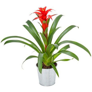 Originaire d'Am�rique du sud, le Guzmania se caract�rise par sa rosette color�e et ses ampes graphiques.
