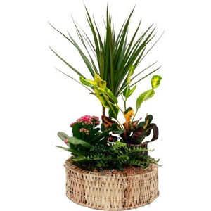 Ensemble comprenant 1 drac�na au feuillage effil�, 1 croton aux feuilles panach�es, 1 kalancho� rose et 1 foug�re.
Aussi p�tillantes que color�es, les fleurs du b�gonia vous s�duiront.

Le conseil du Fleuriste
Arroser r�guli�rement (1 � 2 fois par semaine) en renouvelant l'arrosage lorsque le terreau s'ass�che. Eviter l'eau stagnante dans la soucoupe. Aime la lumi�re mais pas le soleil direct. Utiliser des b�tonnets d'engrais pour les plantes fleuries. Eliminer r�guli�rement les fleurs fan�es. Coupe � conserver � l'int�rieur.
