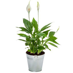 Originaire d'Am�rique du sud, ses feuilles d'un vert intense contrastent joliment avec ses hampes blanches.

Le conseil du Fleuriste
 Mouiller parfaitement le terreau toutes les 3 � 4 semaines. Aime les pi�ces �clair�es, sans lumi�re directe. Utiliser des b�tonnets d'engrais pour les plantes fleuries. Eliminer r�guli�rement les fleurs fan�es. Plante � conserver � l'int�rieur.

P�riode : Toute l'ann�e.

