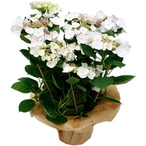 L'hortensia est un arbuste � feuillage caduc. Particuli�rement beau en Bretagne et en Anjou, il s'adapte partout. Ses fleurs aux p�tales ronds et r�guliers sont g�n�reuses. (la couleur peut varier en fonction des disponibilit�s du fleuriste)

Entretien : Arroser r�guli�rement (1 � 2 fois par semaine) en renouvelant l'arrosage lorsque le terreau s'ass�che. Eviter l'eau stagnante dans la soucoupe. Aime la lumi�re mais pas le soleil direct. Utiliser des b�tonnets d'engrais pour les plantes fleuries. Plante de jardin apr�s floraison, � replanter dans de la terre de bruy�re � l'ombre. Possibilit� de replanter l'hortensia � l'ext�rieur dans un lieu ombrag� et humide.
