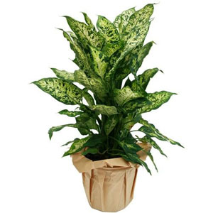 Originaire d'Am�rique du sud, Le Dieffenbachia se reconna�t � ses grandes feuilles ovales tachet�es.
