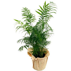 Originaire de Madagascar, il s�duit par son feuillage a�r� qui donnera un air de vacances � votre int�rieur.

Le conseil du Fleuriste 
Arroser r�guli�rement (1 � 2 fois par semaine) en renouvelant l'arrosage lorsque le terreau s'ass�che. Eviter l'eau stagnante dans la soucoupe. Aime les pi�ces �clair�es, sans lumi�re directe. Mettre de l'engrais 1 fois par mois de mars � septembre.

P�riode : Toute l'ann�e.
