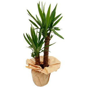 Originaire d'Am�rique centrale, le Yucca s�duit par ses feuilles fusel�es.

