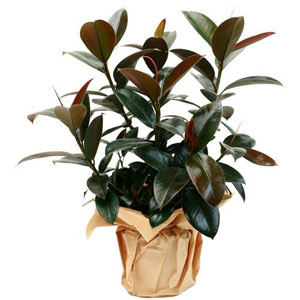 Couramment appel� caoutchouc, le Ficus Elastica surprend par les reflets rougeoyants de ses feuilles.

Le conseil du Fleuriste
 Mouiller parfaitement le terreau toutes les 3 � 4 semaines. Aime les pi�ces bien �clair�es, sans lumi�re directe. Mettre de l'engrais 1 fois par mois de mars � septembre.
