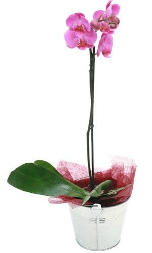 ORCHIDEE PARME 1 BRANCHE