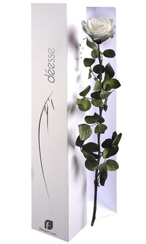 ROSE DEESSE BLANCHE