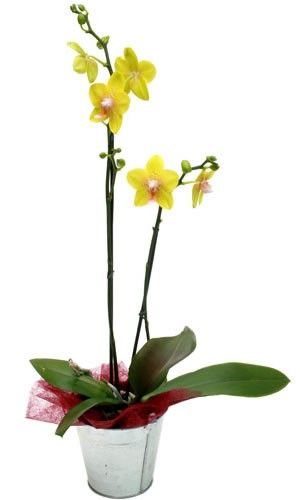 ORCHIDEE JAUNE 2 BRANCHES