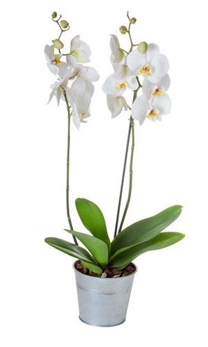 ORCHIDEE BLANCHE