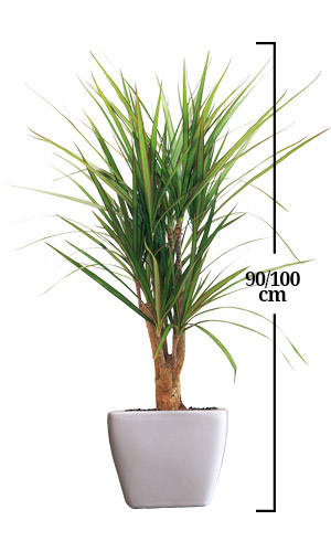 DRACENA