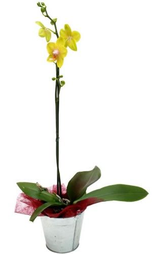 ORCHIDEE JAUNE 1 BRANCHE