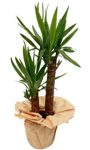 YUCCA 2 PIEDS