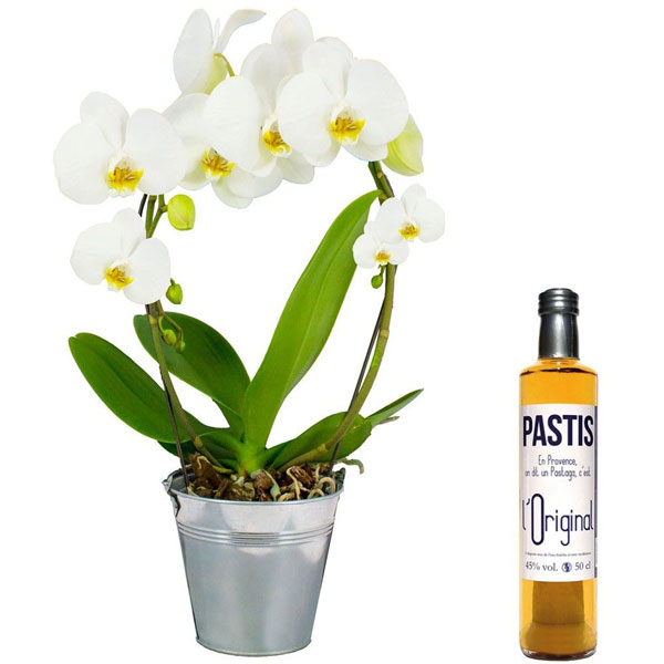 Cadeaux insolites ORCHIDEE ANSE BLANCHE + PASTIS OR