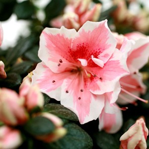 Le feuillage intense de l'azal�e met en valeur ses fleurs claires extr�ment d�licates.
