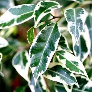 D'origine indienne, le ficus allie l�g�ret� et robustesse. Ses teintes panach�es  intensifient le mouvement du feuillage.
