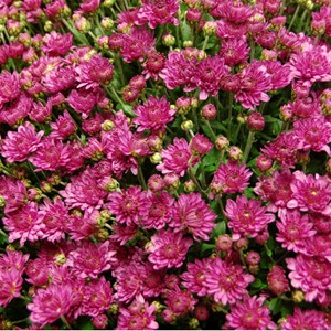Pot�e de chrysanth�mes mauves (le contenant peut varier en fonction des disponibilit�s)