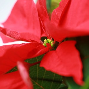 Afin de donner une touche de couleur � votre int�rieur et vous impr�gner de la douce atmosph�re des f�tes de fin d'ann�e, rien de mieux que le Poinsettia, plante officielle de No�l ! Son rouge �clatant apportera gaiet� et chaleur � votre hiver...